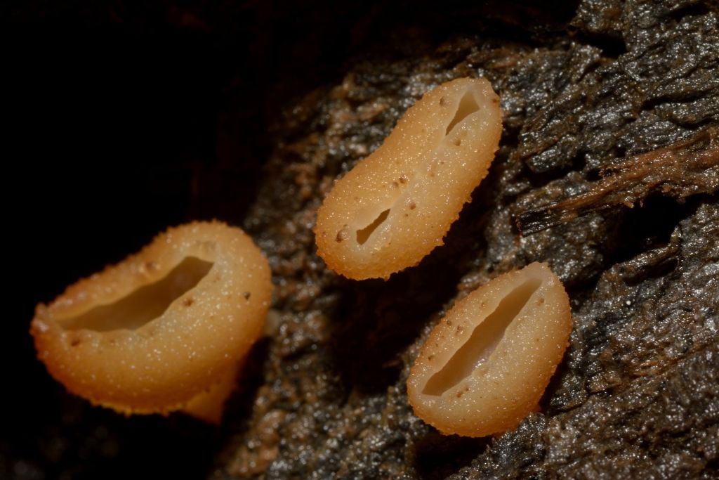 Il mondo dei funghi a Ostia